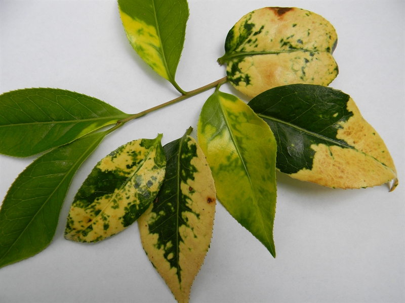 چرا برگ های گل کاملیا زرد می شوند؟